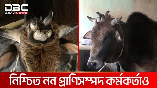 এক গরুর ৭ শিং | DBC NEWS SPECIAL