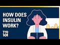 U-M Type 1 Diabetes 101 | Module 5 | How Does Insulin Work?