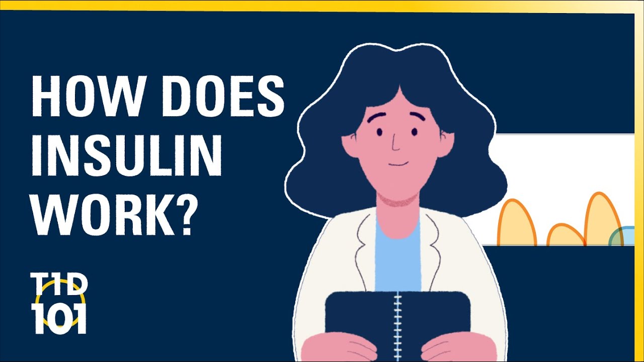 U M Type 1 Diabetes 101 Module 5 How Does Insulin Work Diabetes