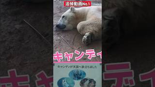 キャンディー🐻‍❄️ありがとう💓1【追悼動画】 #のんほいパーク #円山動物園 #シロクマ #キャンディー #逝去