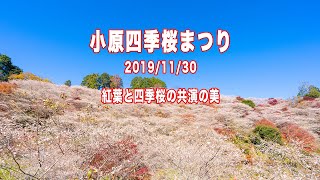 小原四季桜まつり 2019