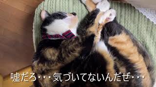 【保護猫1331日目】レムレム子猫