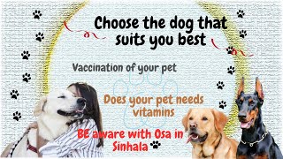 Answers for the new dog owners and breeders | බව් සුරතලුන් ගන්න කලින් මේ දේවල් දැනගෙන ඉන්න