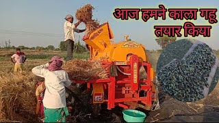 Black wheat farming : काला गेहूं की खेती और सेहत को उससे होने वाले लाभ !