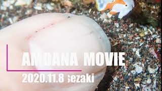 2020.11.8大瀬崎 クマドリカエルアンコウ極小発見！顕微鏡動画！