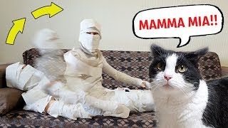 Reanimated Mummy of Toilet Paper. The Cat’s Reaction