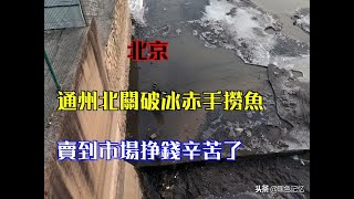 北京：通州北關破冰赤手撈魚賣到市場掙錢辛苦了