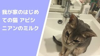 初めての猫 アビシニアン