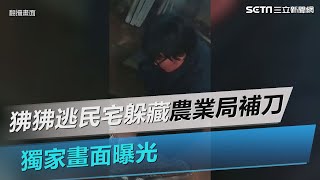 獨家／獵人開1槍狒狒逃民宅！農業局「補刀」麻醉針　2分鐘現場畫面曝｜三立新聞網 SETN.com