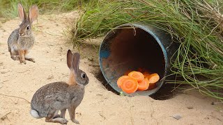 Amazing Quick Rabbit Trap Make PVC Pipe ( That Trap Work 100% )