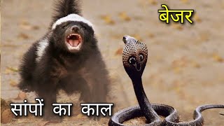 बेज़र के बारे में रोचक तथ्य |unoun facts about Badger