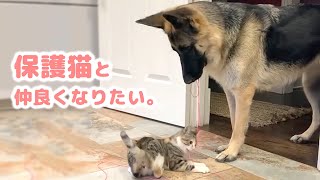 ヒモを使って保護猫と仲良くなろうと試みる、心優しい大型犬♪