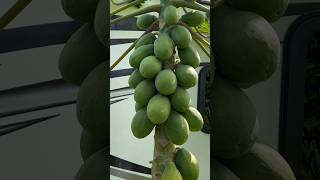 去年还是一粒种子，今年已经硕果累累      #papaya #last year’s seed #this year has already borne fruit # #hawaii