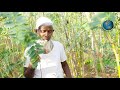 తమలపాకు తోట లో యాభై సంవత్సరాల అనుభవం betel leaves cultivation 50 years experience tamalapaku thota.