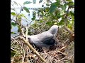 black winged kite birds protect children very well