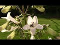 complete guide to foxglove beardtongue penstemon digitalis