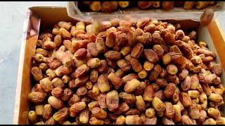 2022 Crop Dates | Zahidi Dates