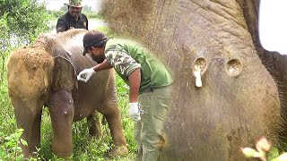 Huge pain! Elephant Got abscesses popped all over the Body, officers fight to save his last breath