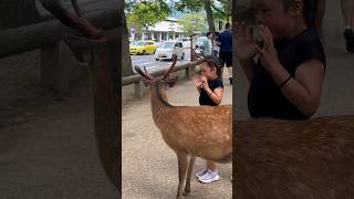 女の子は鹿を見て怖がります | 観光客の反応 | 奈良鹿 | nara deer | 奈良公園鹿 | foreign tourists | nara park | Asmr | japan