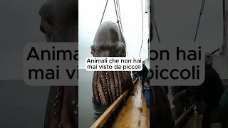 Animali che non hai mai visto da piccoli #shorts