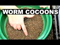 Harvesting Compost Worm Cocoons- Making a Worm Nursery