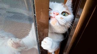 π Funniest π» Cats and πΆ Dogs - Awesome Funny Pet Animals' Life Videos π