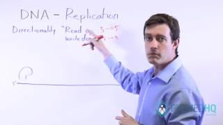 5' and 3' Directions of DNA | How to Read & Write DNA