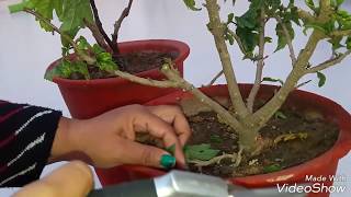 How to prune Hibiscus | Pruning Hibisucs | How to grow Hibiscus from cutting