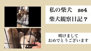 私の柴犬 se4 柴犬 柴犬観察日記 7 明けましておめでとうございます