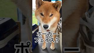 ’24.11.14 力丸の瞳が、輝けない訳… #柴犬 #柴犬のいる暮らし #柴犬の日常 #力丸