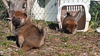 箱入り柴犬たちが外遊びに挑戦です♬（2025年1月18日）