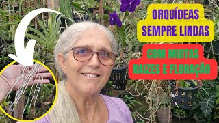 🟣A IMPORTÂNCIA DA UMIDADE PARA SUAS ORQUÍDEAS