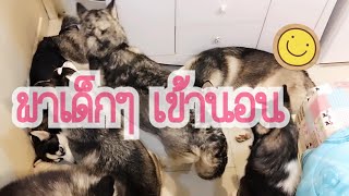 พาลูกๆเข้านอน #ไซบีเรียนฮัสกี้ #SiberianHusky