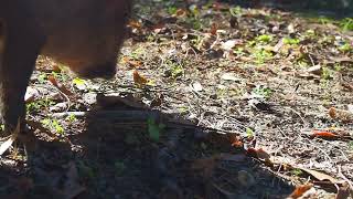 Baby Wild Pig / Boar Rooting Through Grass ( George The Piglet )