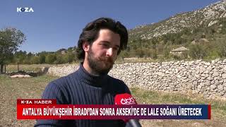 ANTALYA BÜYÜKŞEHİR İBRADI’DAN SONRA AKSEKİ’DE DE LALE SOĞANI ÜRETECEK