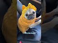 How my pug gets out of a speeding ticket 🚙 #fridagomam #pug #pugloulou #dog #shorts