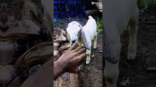 අලුතින් ආපු දගයා #goat #shortvideo  chamil bro sl #shorts