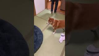 柴犬福 おばあさんにキレる柴犬 Grandma and shiba🤣#shorts #tiktok #shibainu #柴犬 #perro #시바견 #かわいい #funny #dog