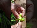 vanilla pollination vanilla flower