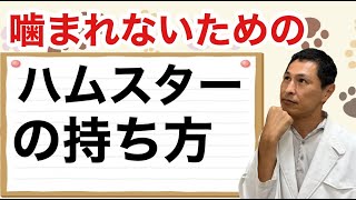 噛まれないためのハムスターの持ち方【獣医師解説】