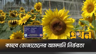 বরিশালে বারী সূর্যমুখী- ৩ জাতের উদ্ভাবন | Barishal News | Sunflower | Ekhon TV