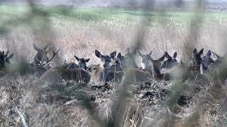 Odpoczywająca chmara jeleni 🦌