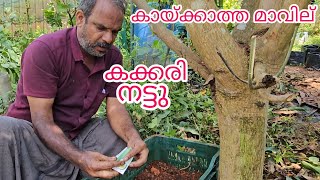 മാവ് കായ്ക്കുന്നില്ല അങ്ങട് വെട്ടി limekerala #farming #mangotrees