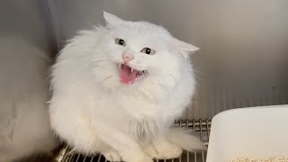 狮子猫对猫德学院不同人的态度