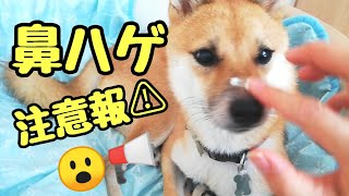 豆柴おーじろう☆鼻がハゲてきました mameshiba(shiba inu) OHJIRO losing nose hair