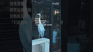 這隻蒼鷺是真的很孤獨的美食家無誤#japanfinds #japan #京都為何那樣 #heron