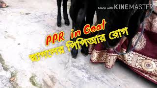 ছাগলের পিপিআর রোগ/ PPR in Goat