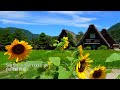 【Nostalgic Japanese Summer】Summer in Shirakawa-go with its beautiful greenery!