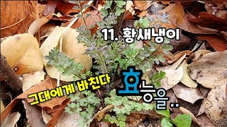 11. [황새냉이] 그대에게 바친다 ㅋ 황새냉이 꽃말처럼 효능을 바칠라나 ☝