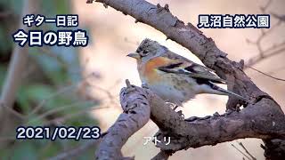 ギター日記　今日の野鳥　・　見沼自然公園　2021年2月23日